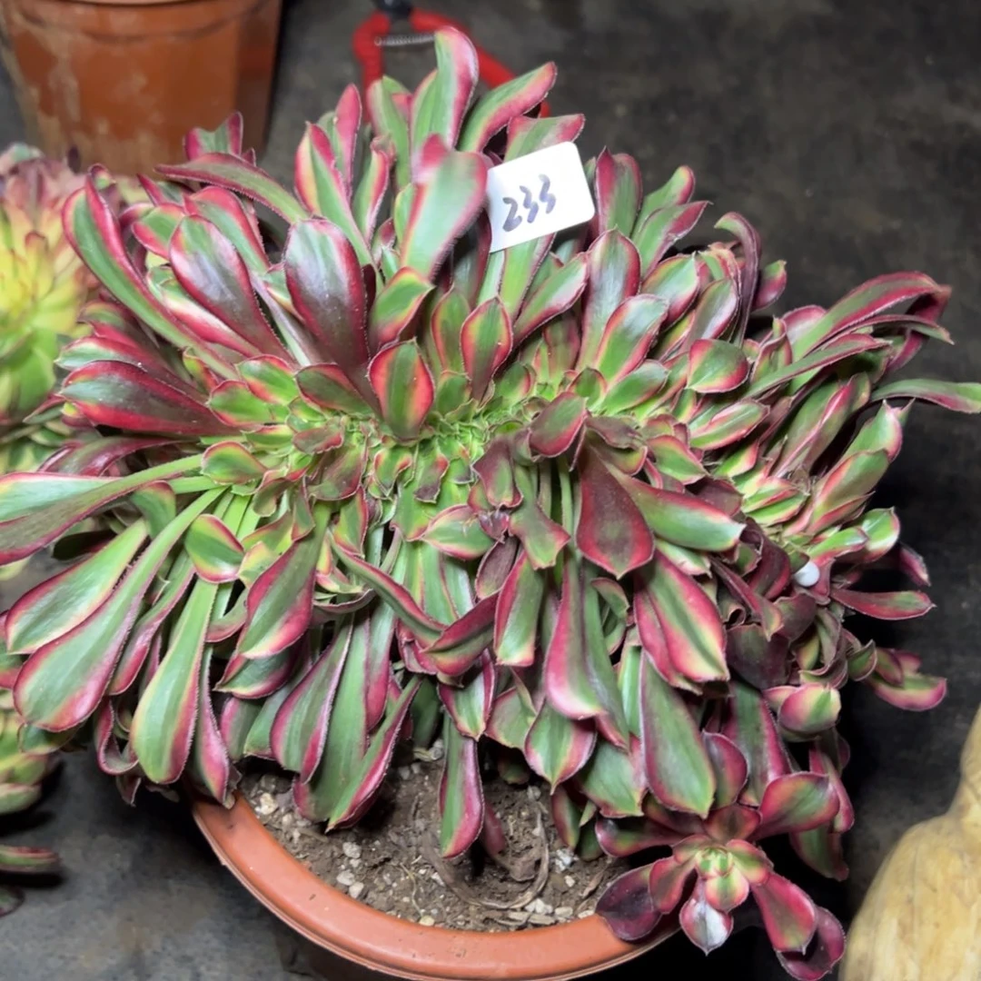 流***云233丽娜缀多肉嘻嘻嘻