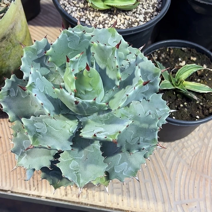 水***色龙舌兰多肉植物多肉