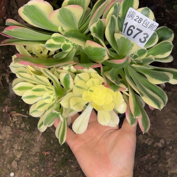 1673白凤不包多肉植物