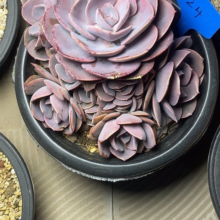 玉24///////////////