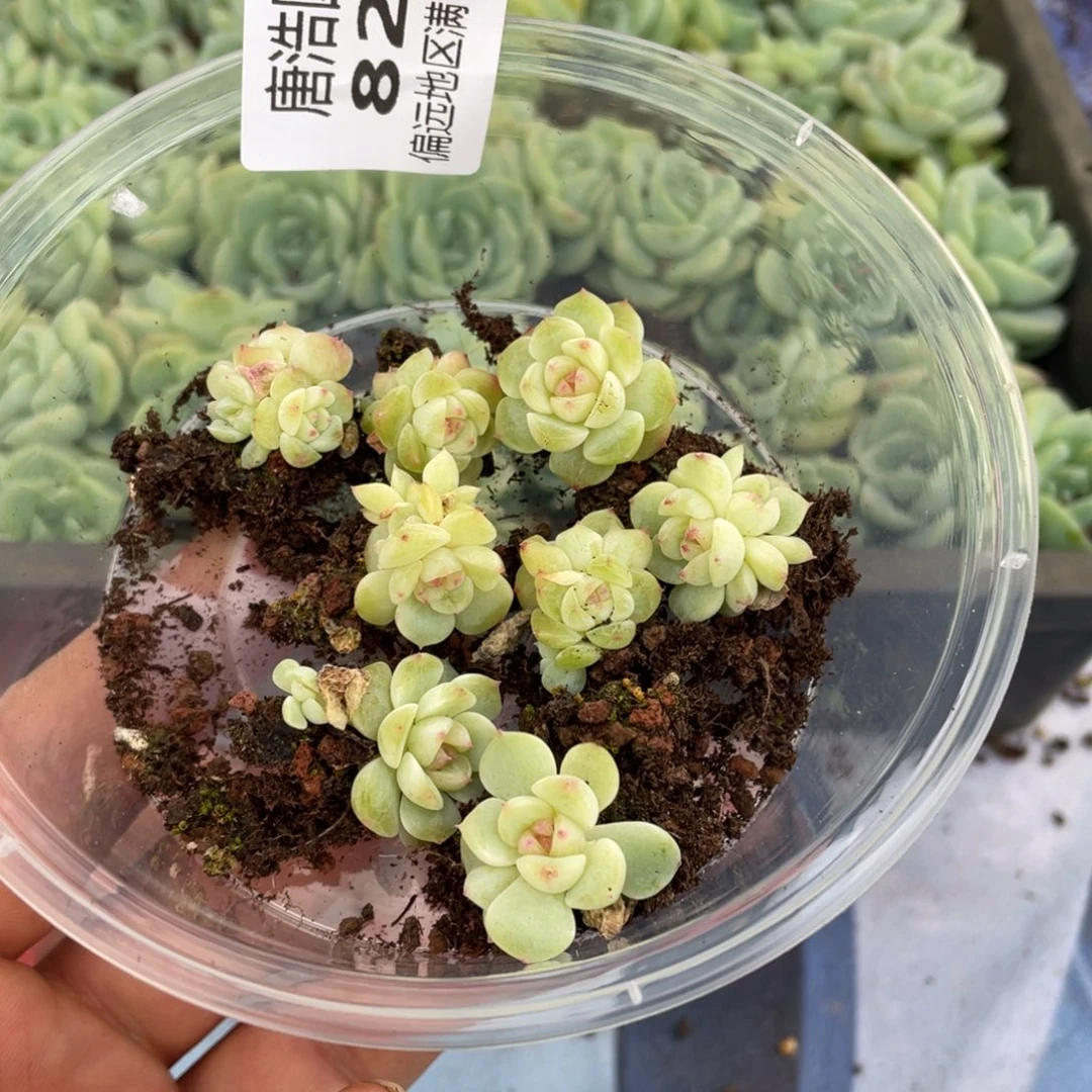 纸鸢一物一拍822…