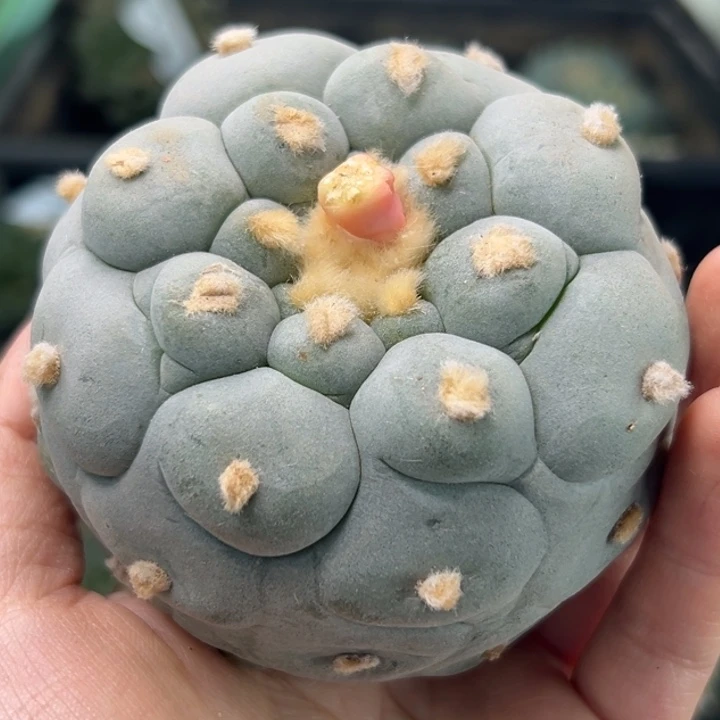 L****s190帮发根仙人球的人