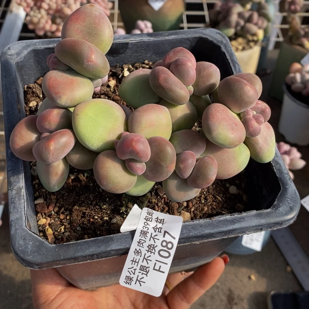 芒果奶酪087/10c m