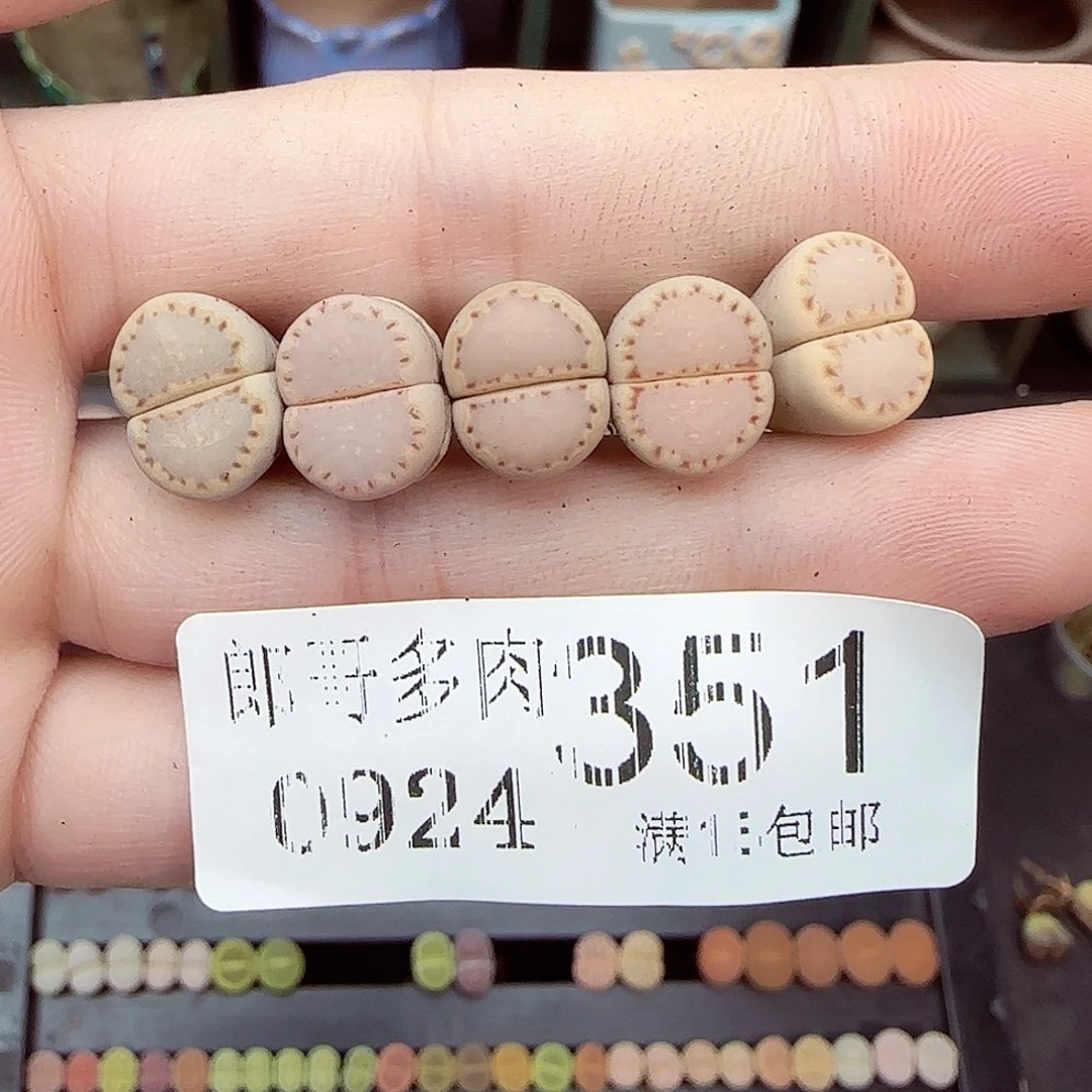 C****满满18包邮0924-351