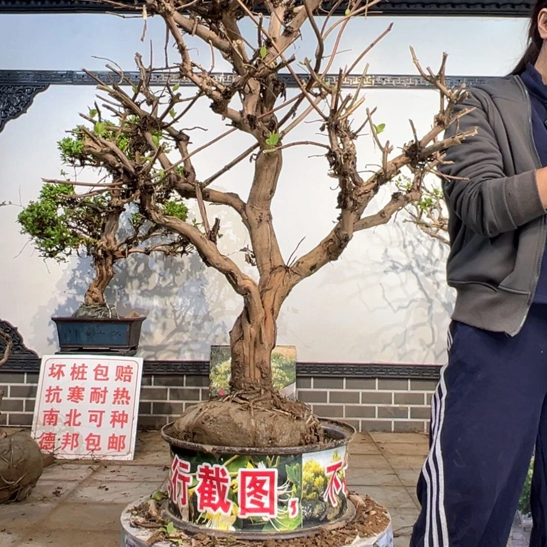 无花朵金银花58888