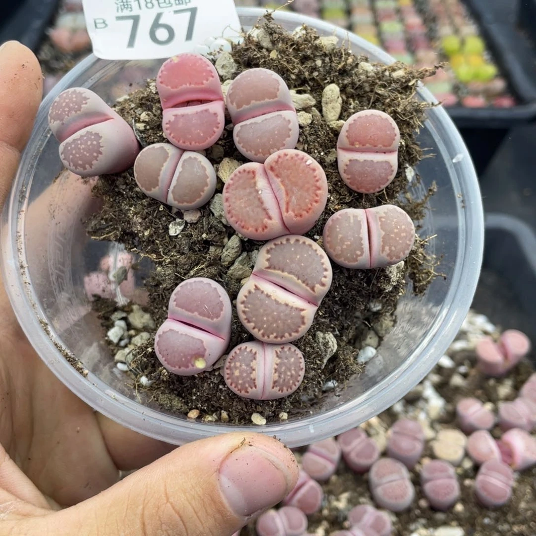 无铅玻璃华***运000000000000767