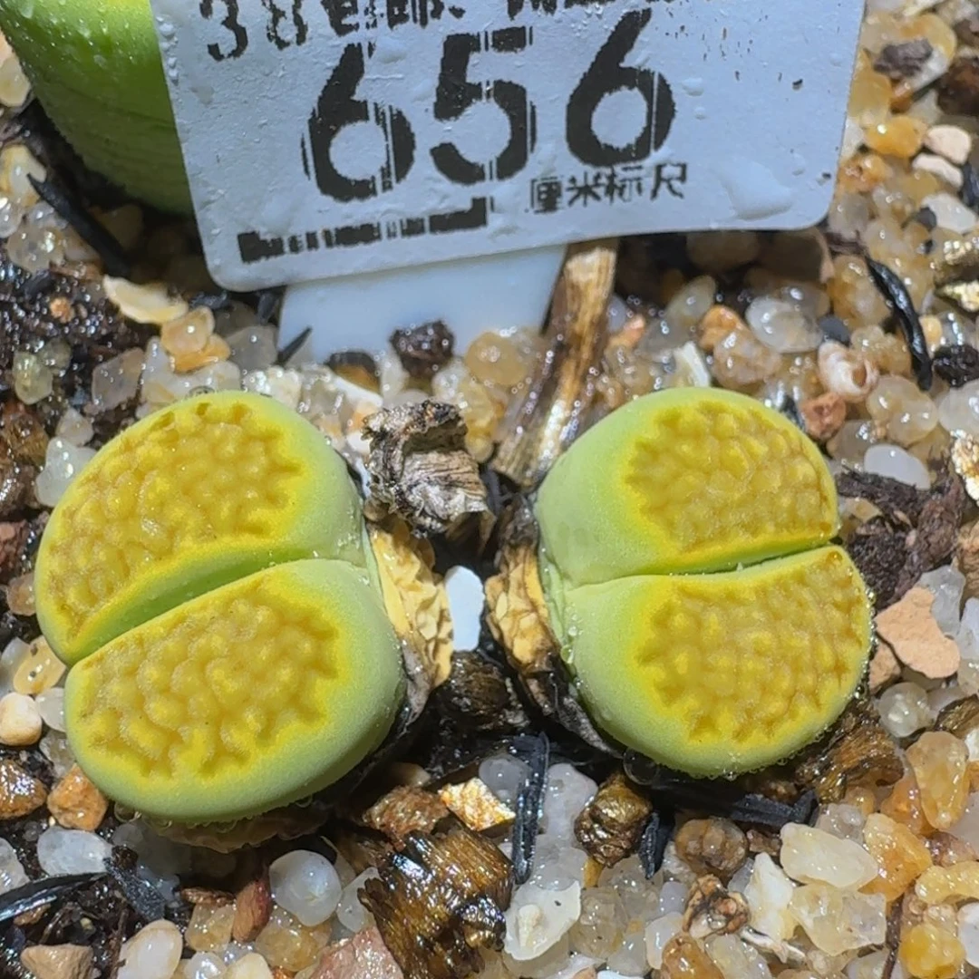 zzzzz精品生石花656