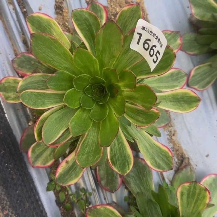 1665孔雀翎多肉植物