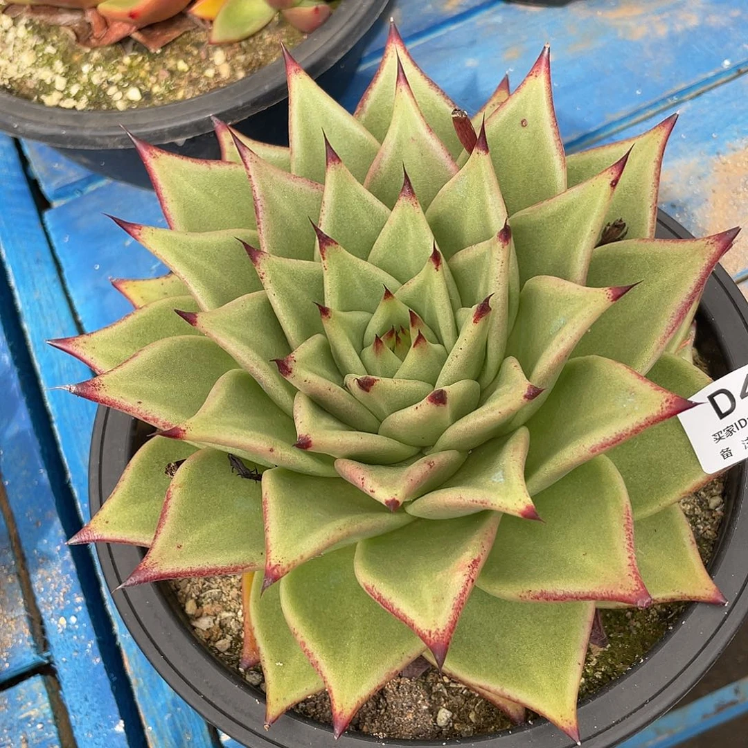 若茹东云单拍D410