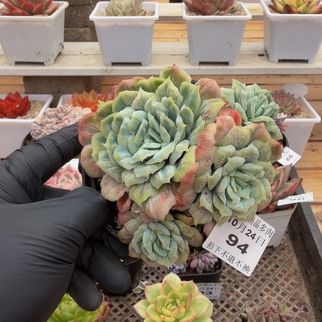 1024-94泡泡纱裙群