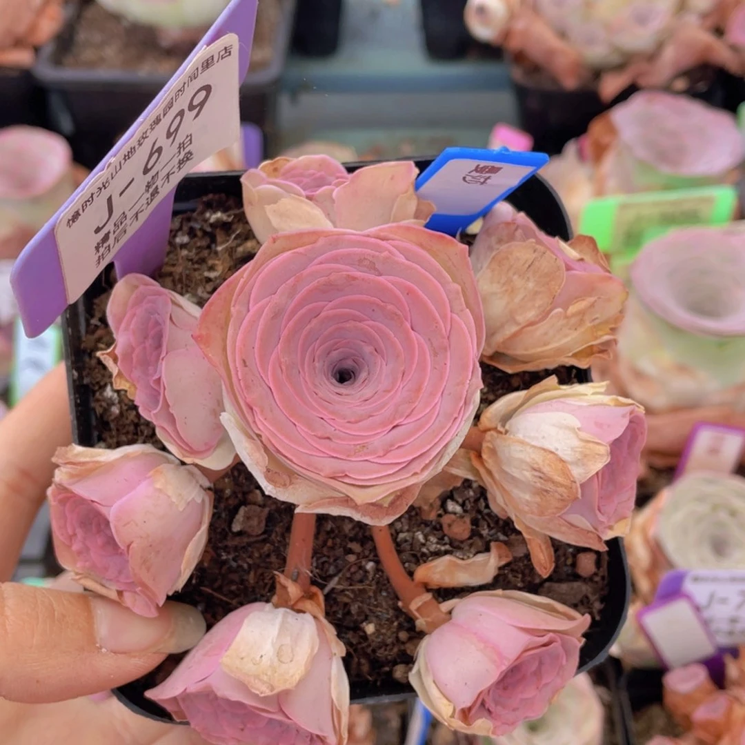 山地玫瑰曼莎J699