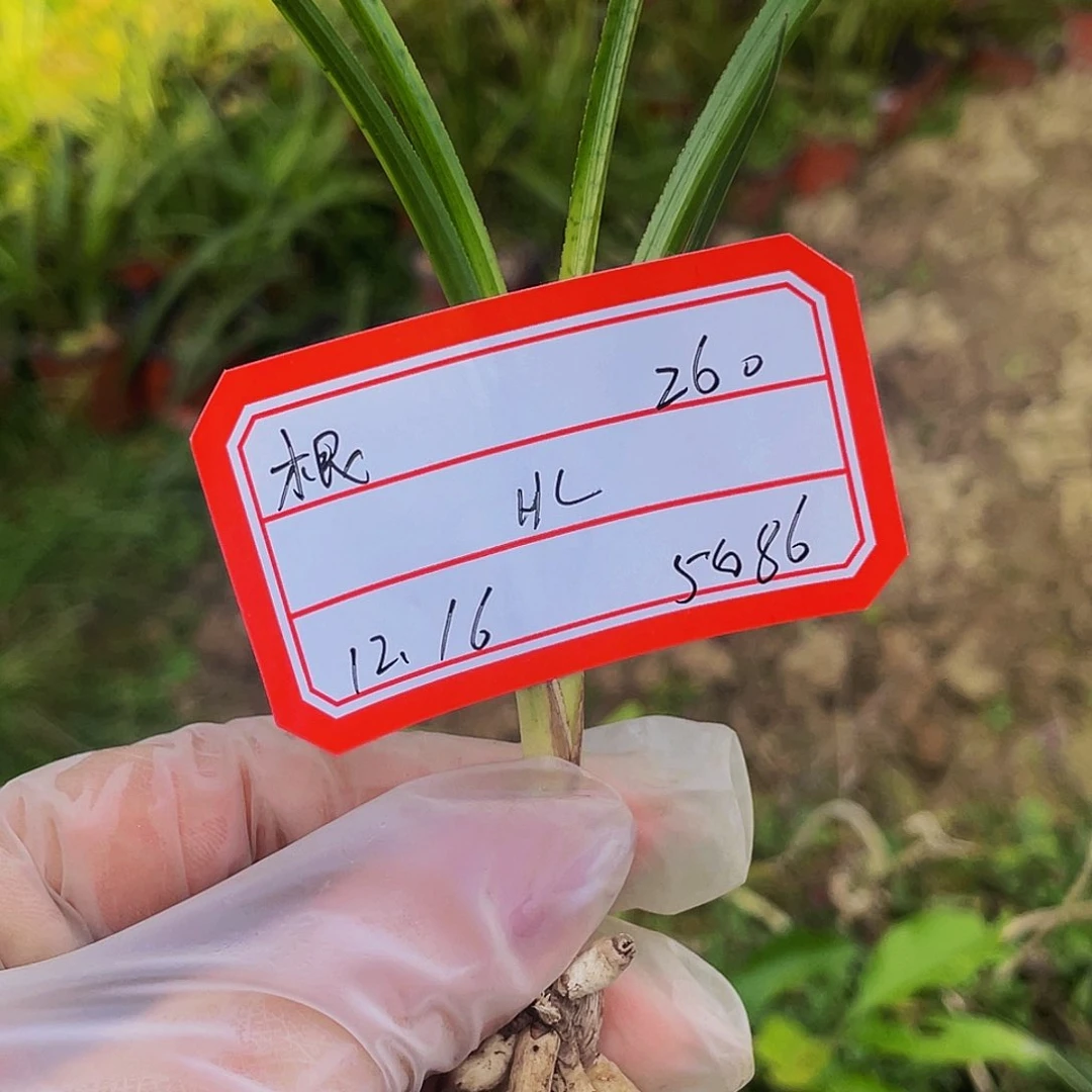 完全开放惠兰蛇斑