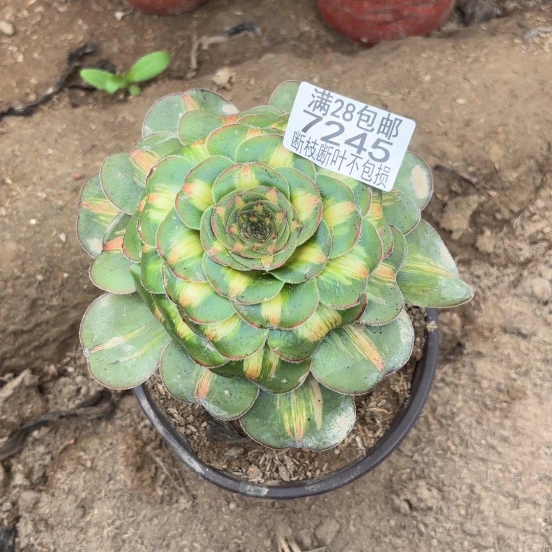 X. 7245暴君多肉。aloo