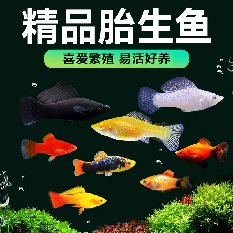 热带新宠淡水鱼胎生鱼玛丽鱼米奇鱼繁殖生小鱼小型观赏鱼易活好养