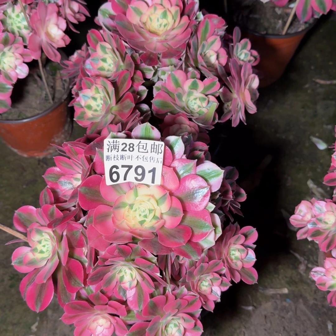 679192两颗女巫多肉植物