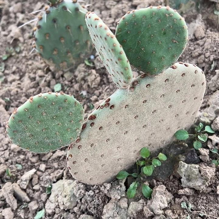 红太谷米奇团扇一棵三个侧芽