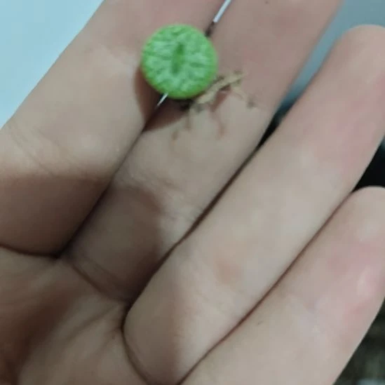 三颗一起发！！！！安贞肉锥