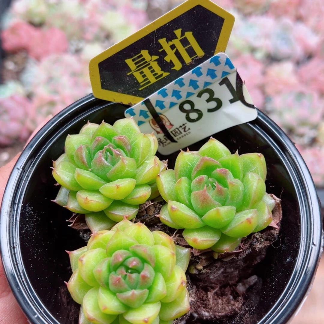 多肉植物多肉植物