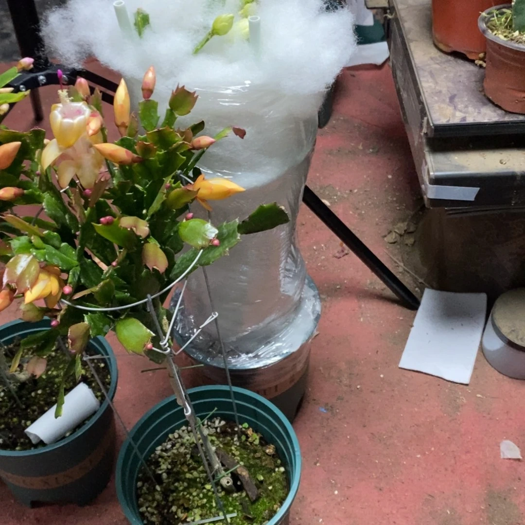 雪****完全开放福利款单层
