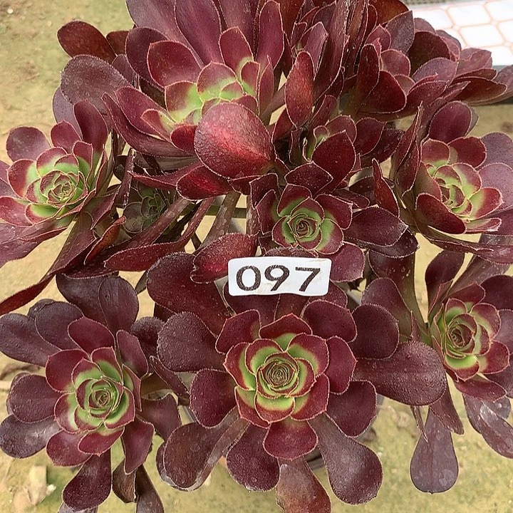 无花朵097晚霞多肉植物