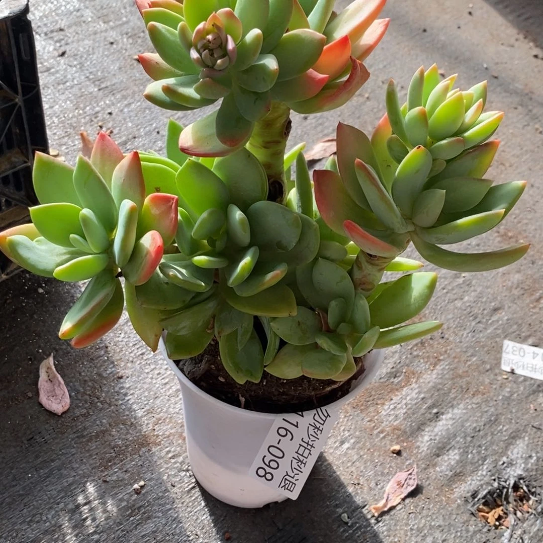 两单包邮1116-98芒果美人