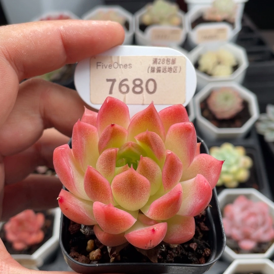 粉麦秆7680-5.5厘米