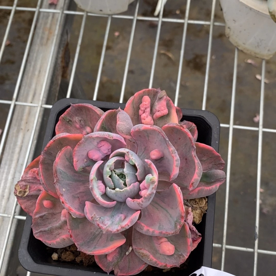 一物一拍雨滴锦455