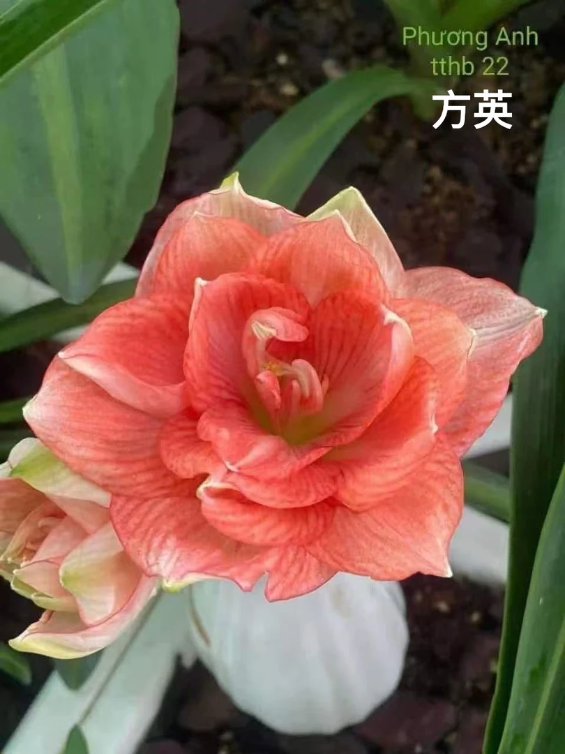S孤挺花园 方英 裸球