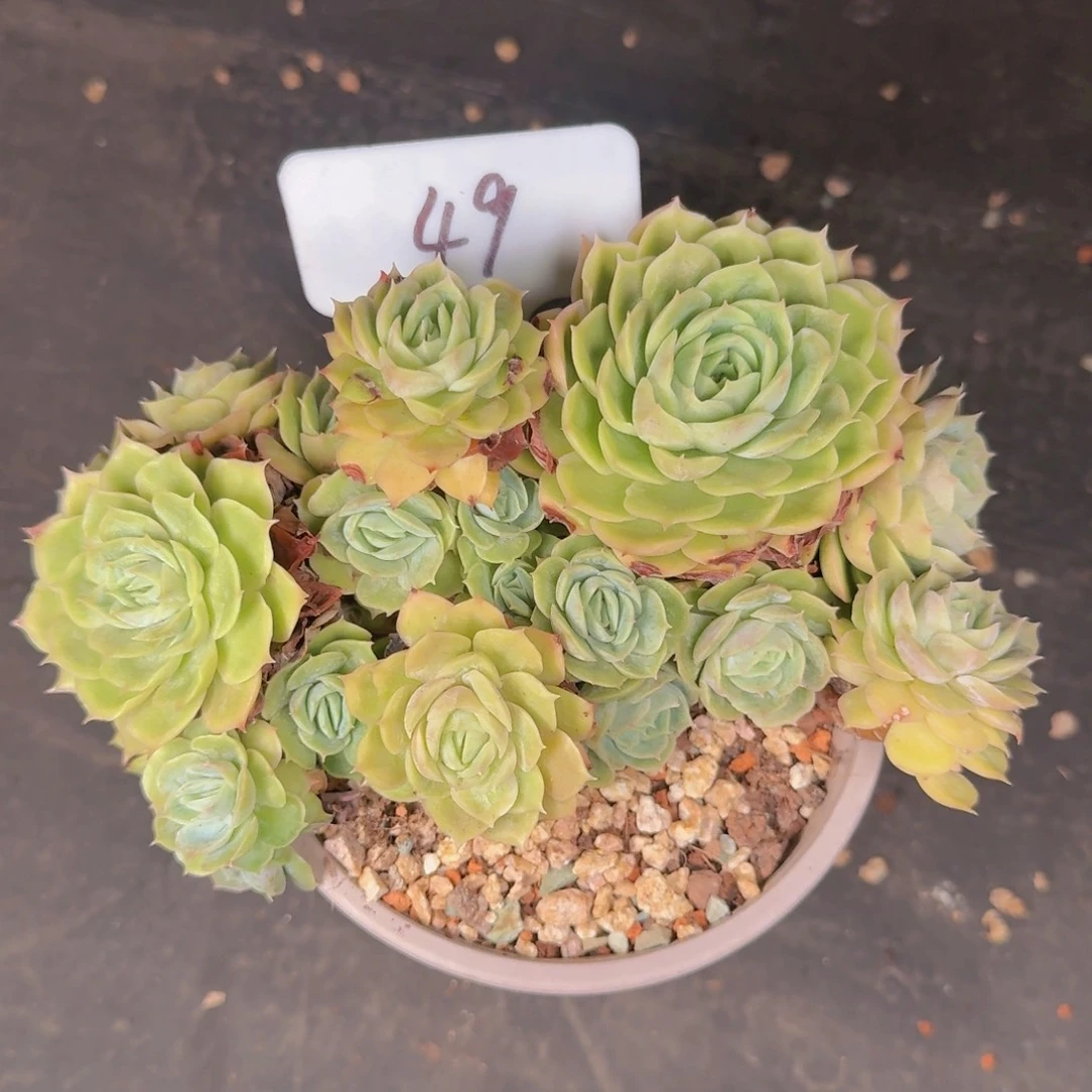 多肉植物的生长发育和