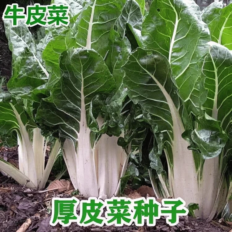 【满五包包邮】白梗大叶牛皮菜种子根达菜厚皮菜莙荙菜种籽春秋播