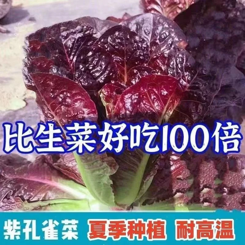紫孔雀菜种子高营养不生虫可生吃四季播种的蔬菜家庭院播生菜种籽