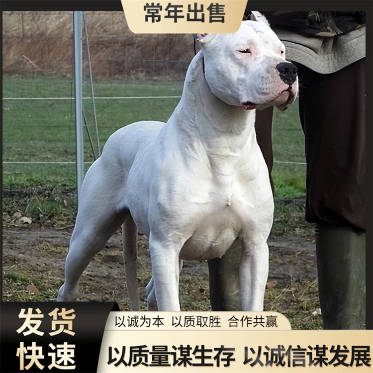 纯种杜高犬幼犬 阿根廷杜高犬 打野猪杜高犬猎犬 杜高活体