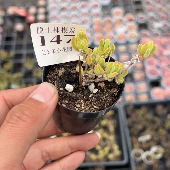 萌*萌白闪光一颗量拍多肉满20包邮