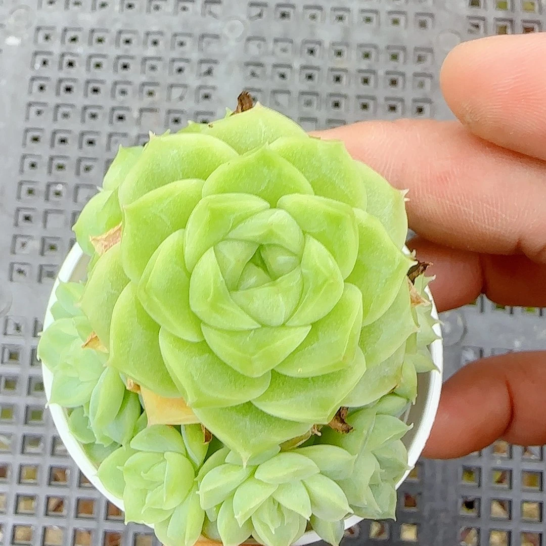 【闪购商品】0923-62山茶花麦杆