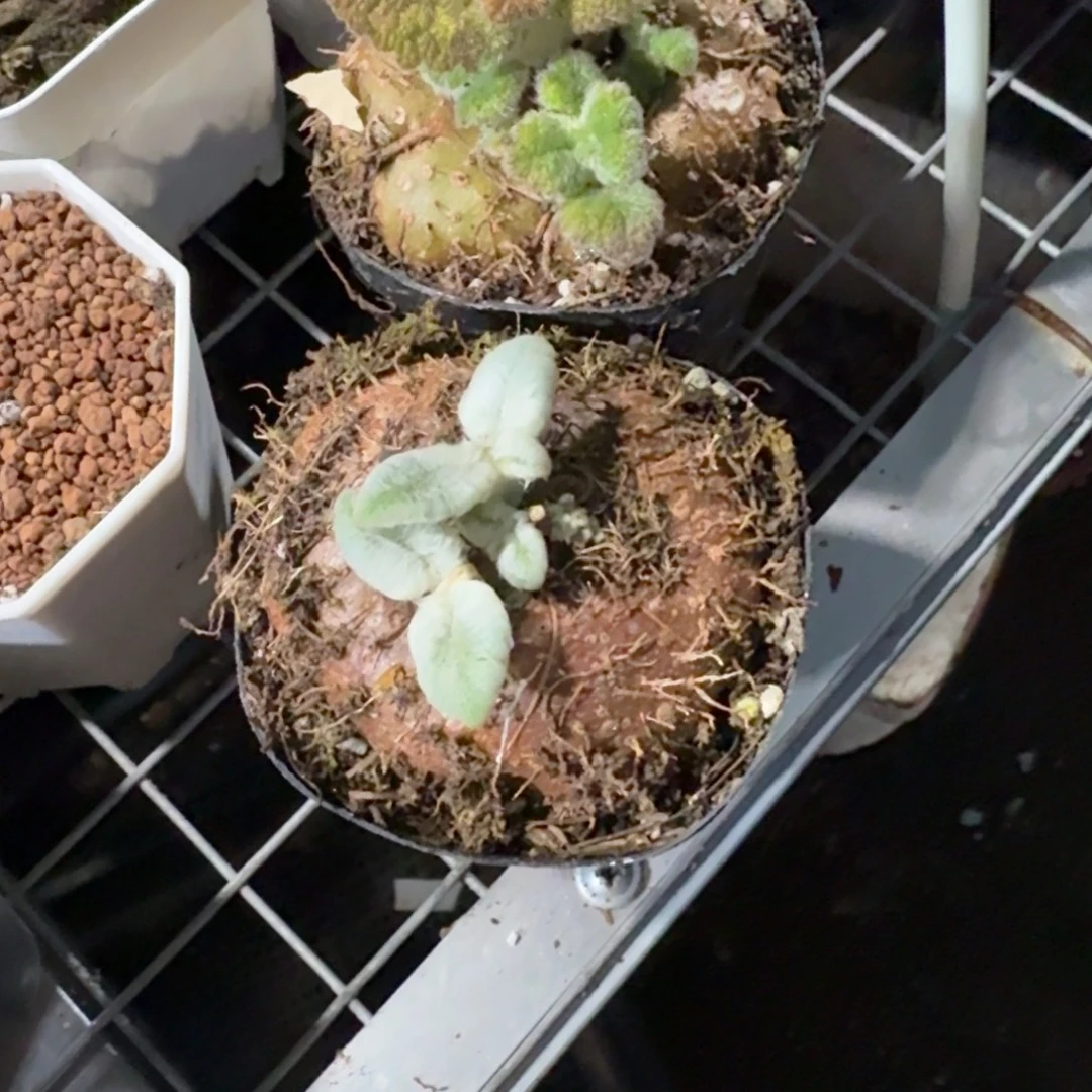 棒****女王+王子（带盆发