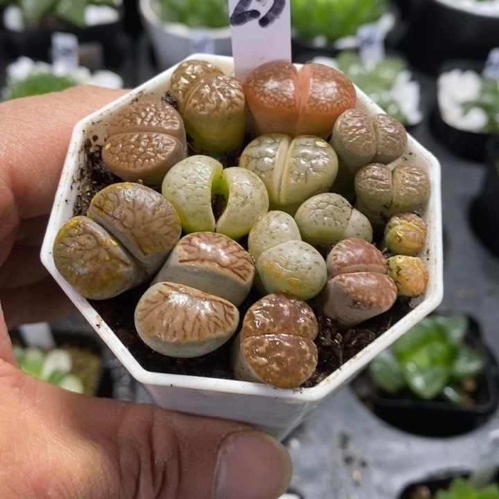 母本生石花一物一拍