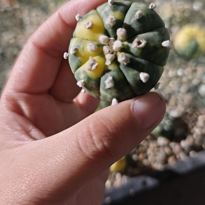 一物一拍，散斑锦兜锦！！