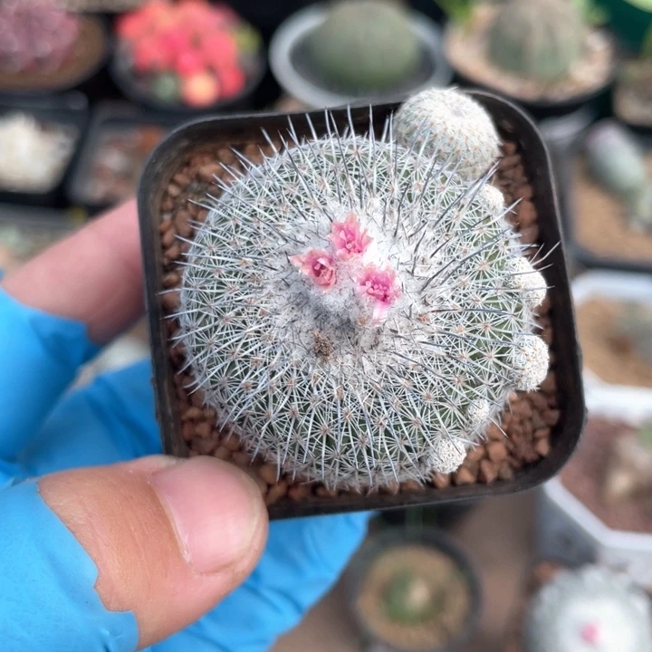 690乌月丸仙人球