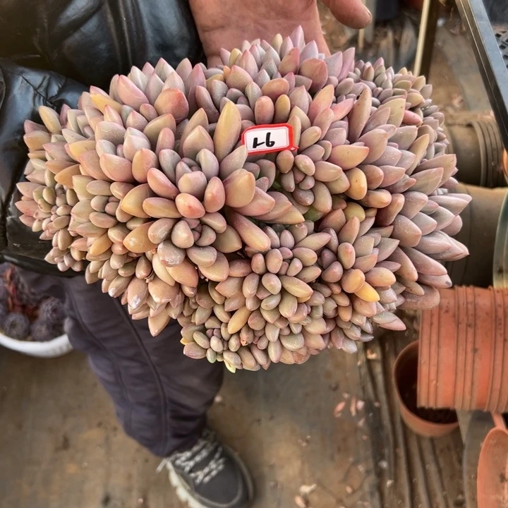 五****精品多肉植物老桩桃花源缀