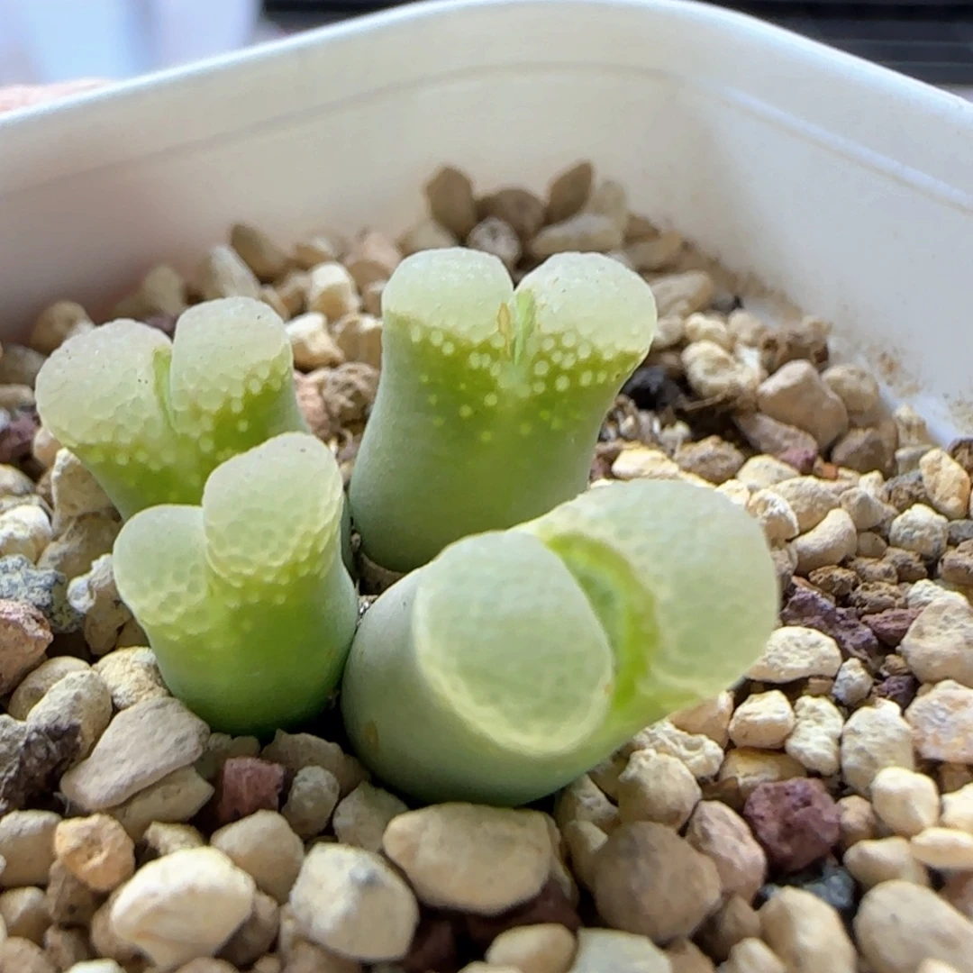 6252 大白多肉植物园