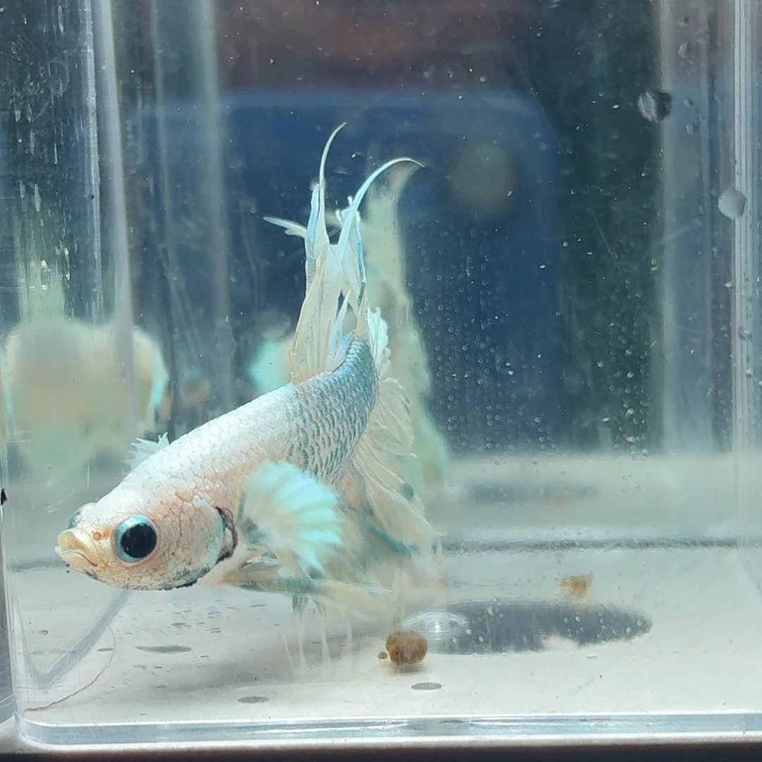 斗鱼泰国斗鱼直播149
