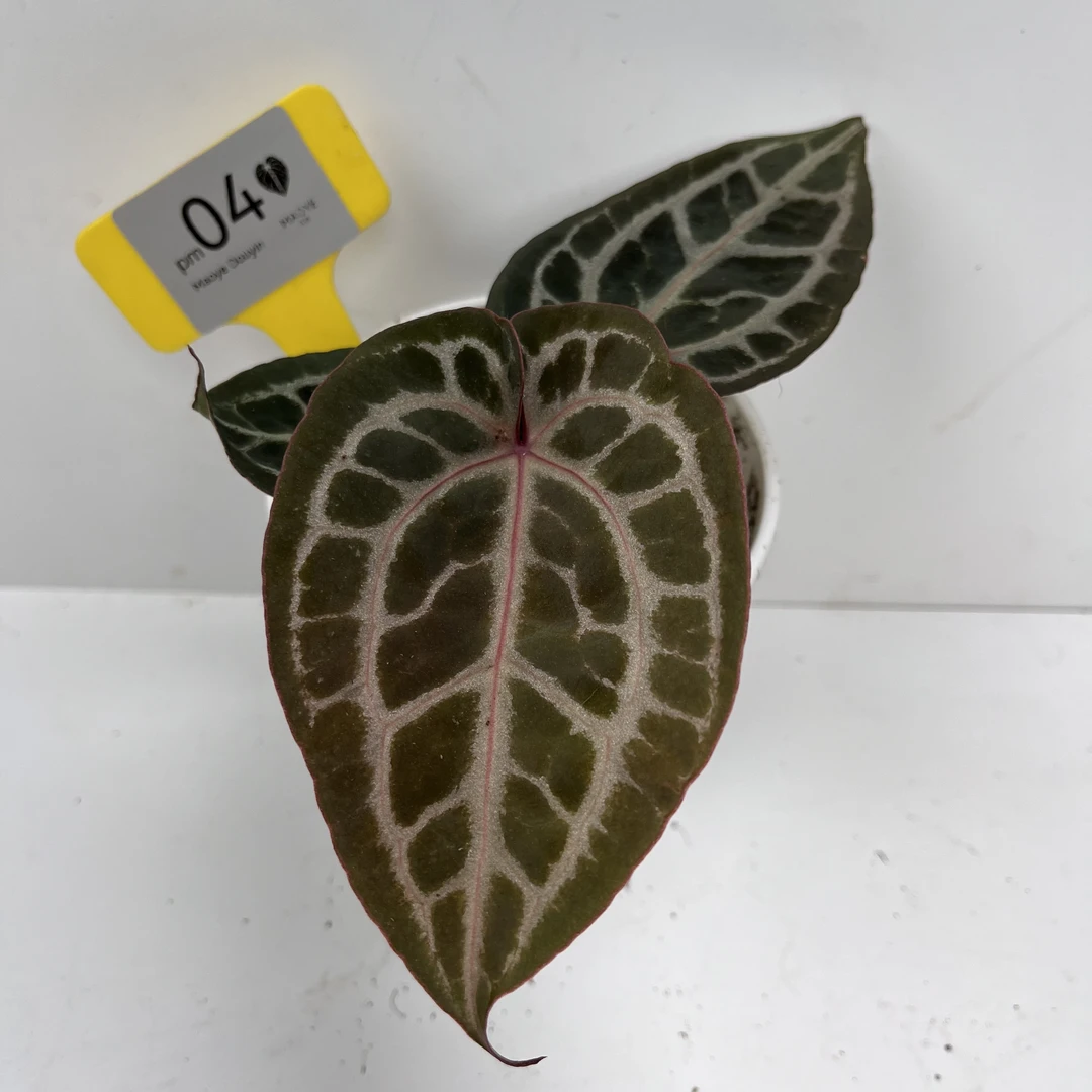 04号拍品 Michellex粉柠檬红