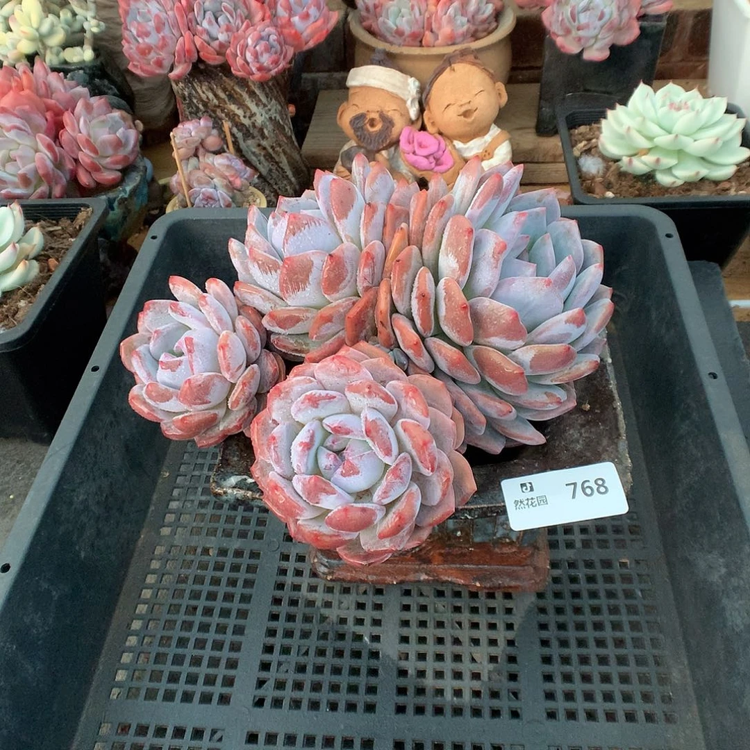 768韩橙多肉植物66666