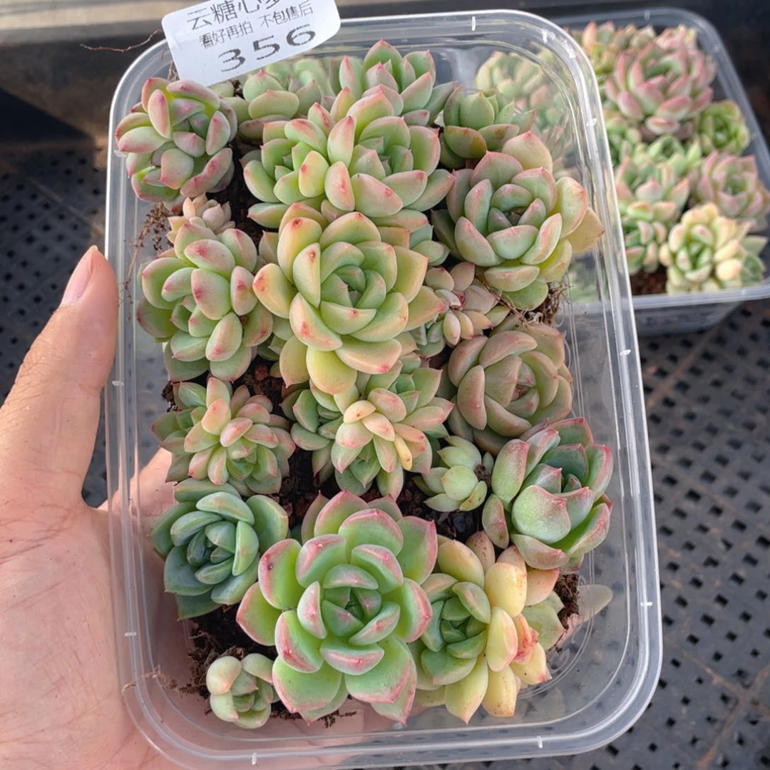 云糖心多肉植物356