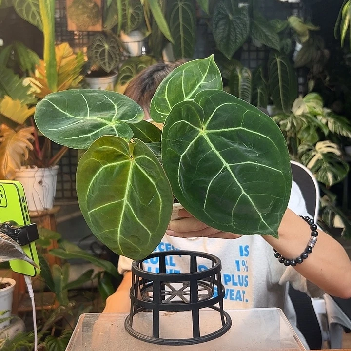 ****哥完全开放一物一拍J190