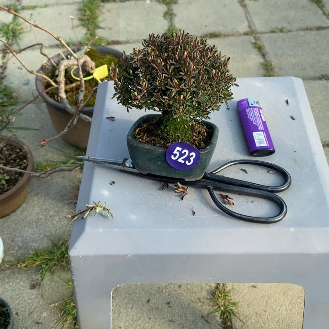 红陶№****7红红火火过大年523