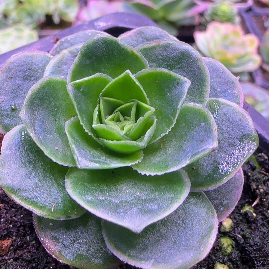 漫**4.5厘米蕾丝玫瑰1143538