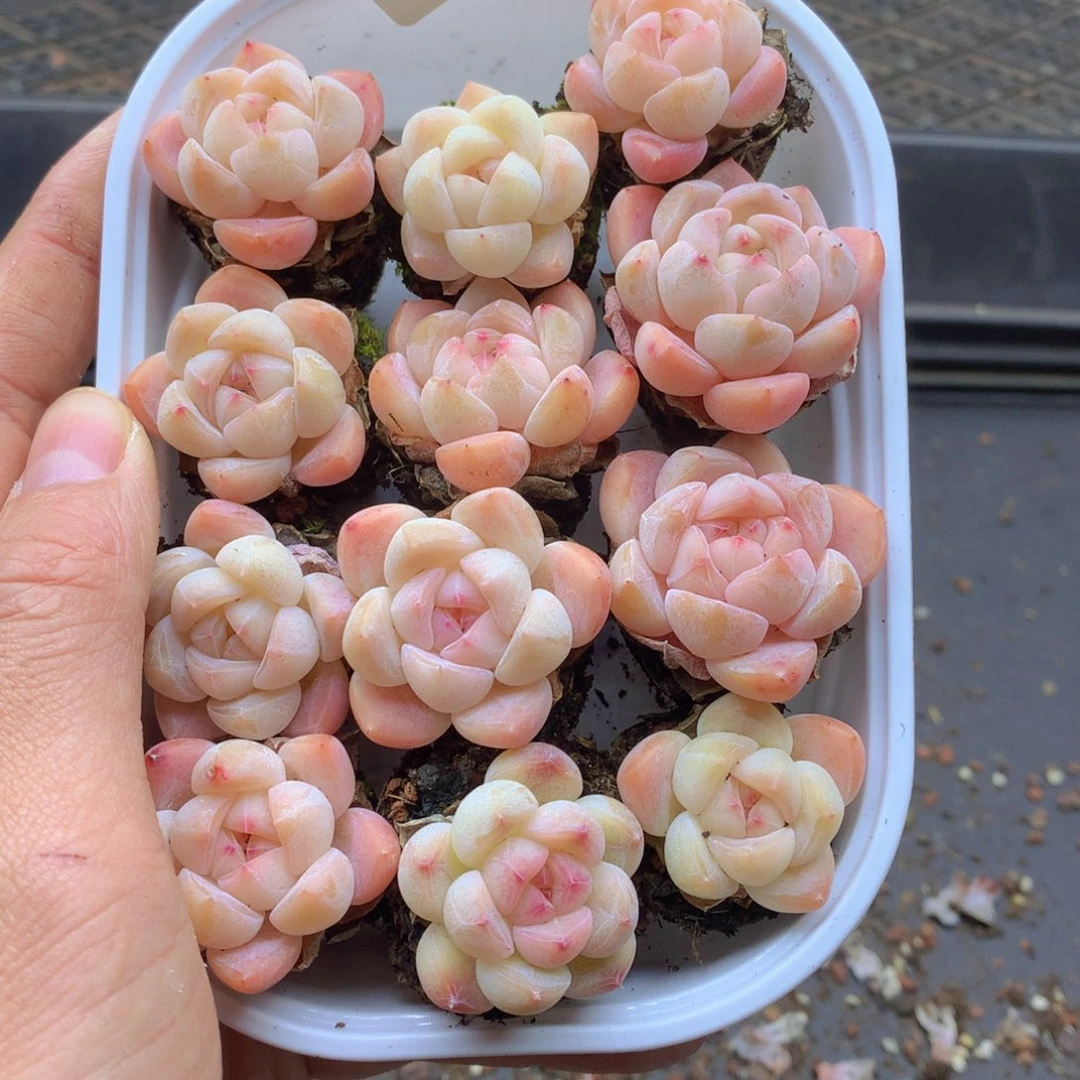 反反复复还是很开心的085