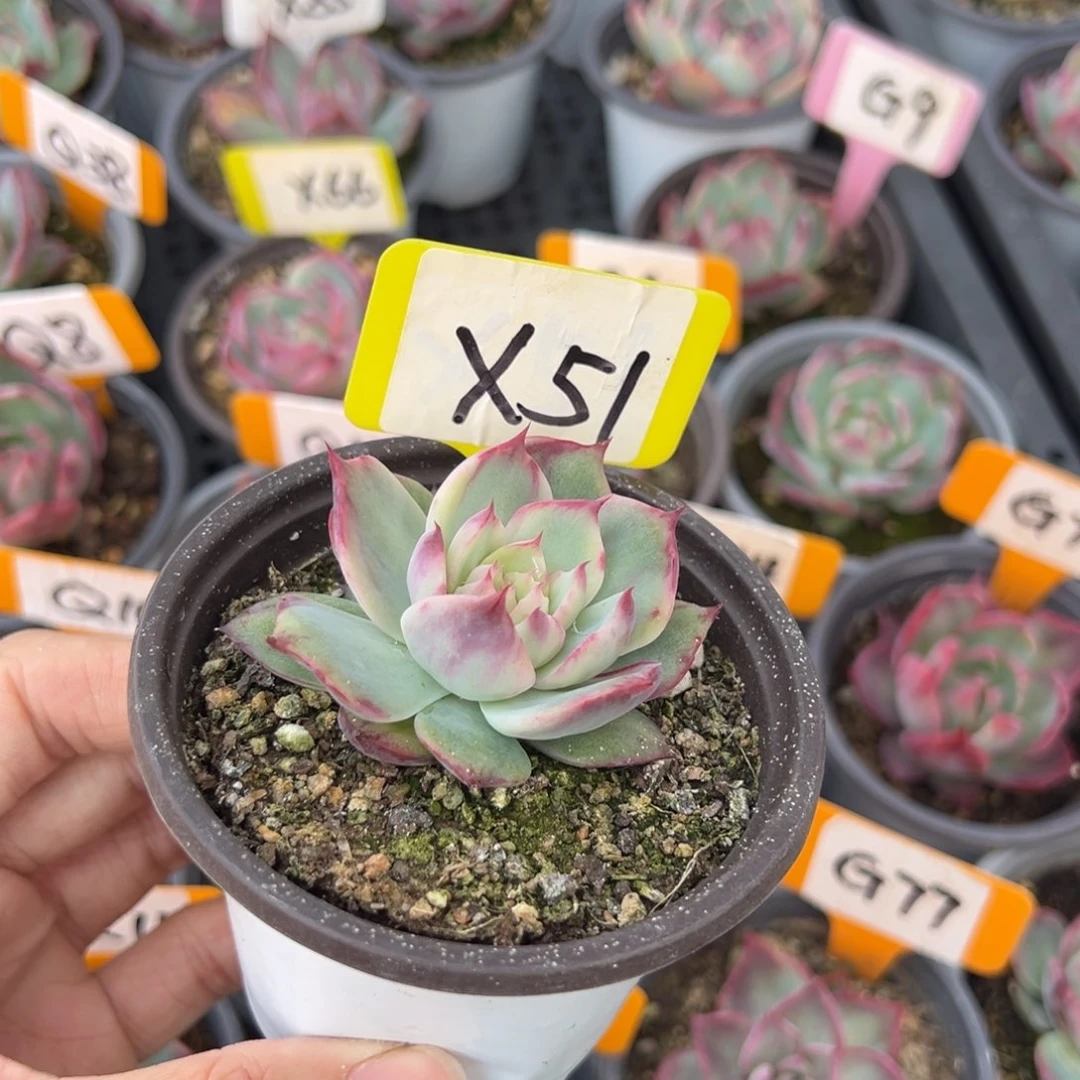 Ⅰ****）X51惊鸿单头多肉