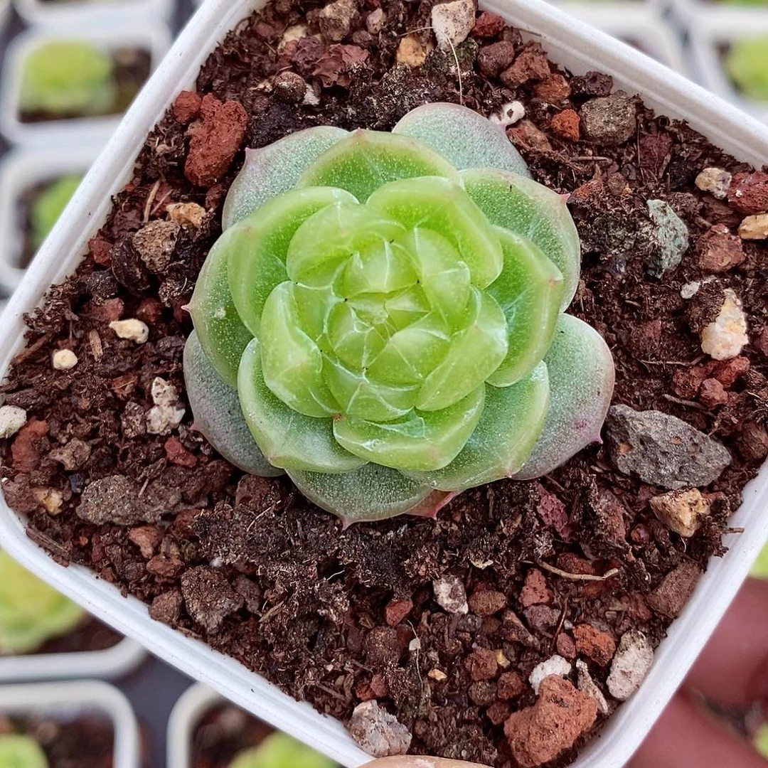 财富密码017。4cm多肉